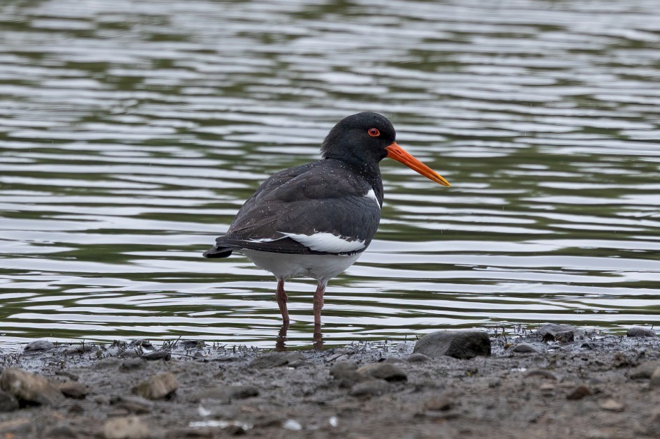 Oystercatcher , 1/640 sec, f/7.1, 500 mm, ISO 1000