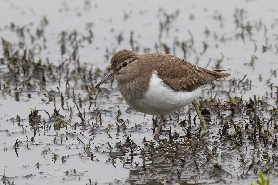 Common Sandpiper , 1/640 sec, f/7.1, 500 mm, ISO 3200