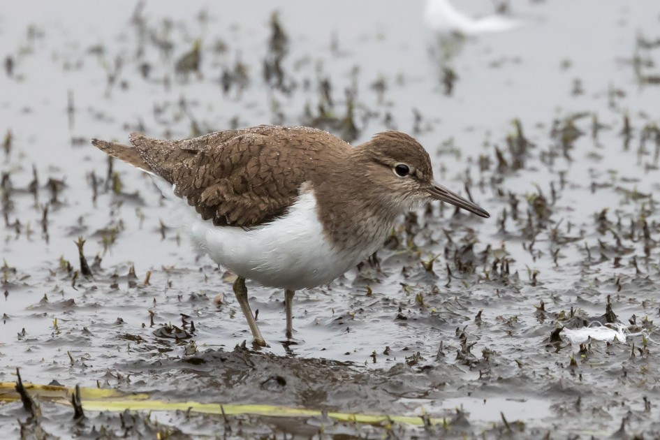 Common Sandpiper , 1/500 sec, f/7.1, 500 mm, ISO 3200