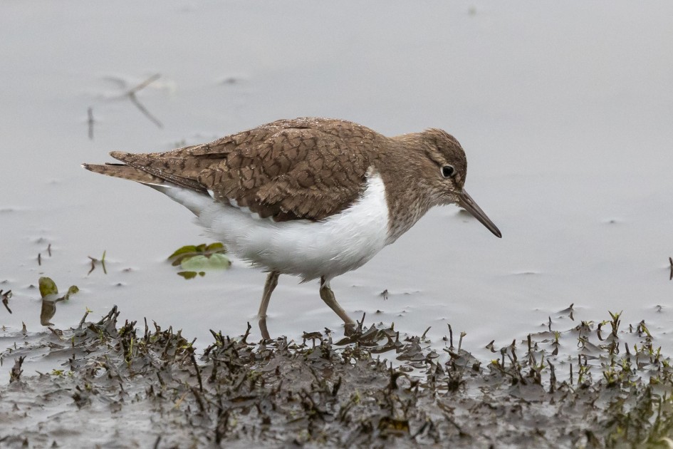 Common Sandpiper , 1/500 sec, f/7.1, 500 mm, ISO 3200