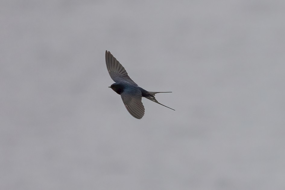 Swallow, 1/2000 sec, f/7.1, 500 mm, ISO 3200