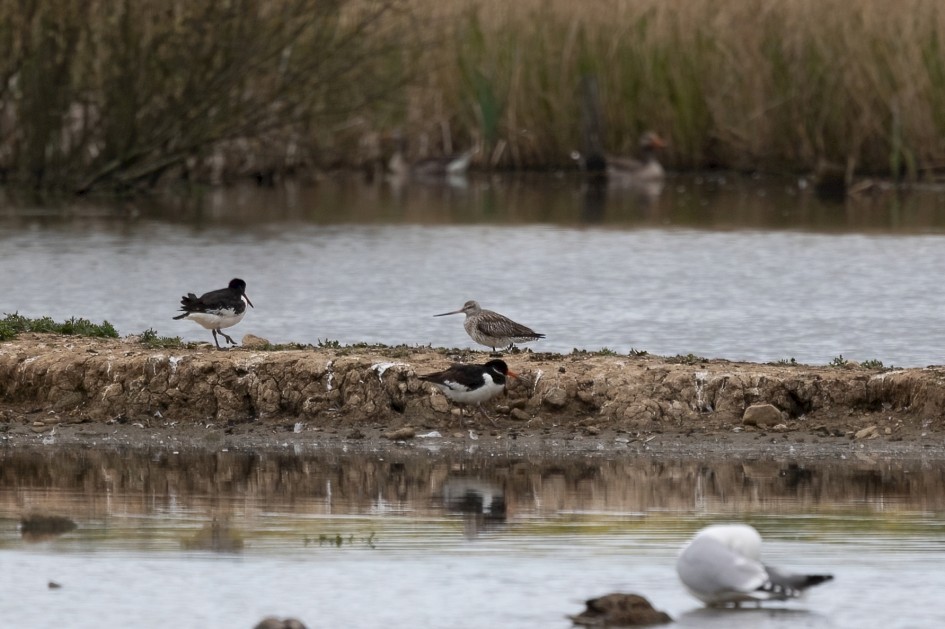 Bar-tailed Godwit, 1/500 sec, f/7.1, 500 mm, ISO 250