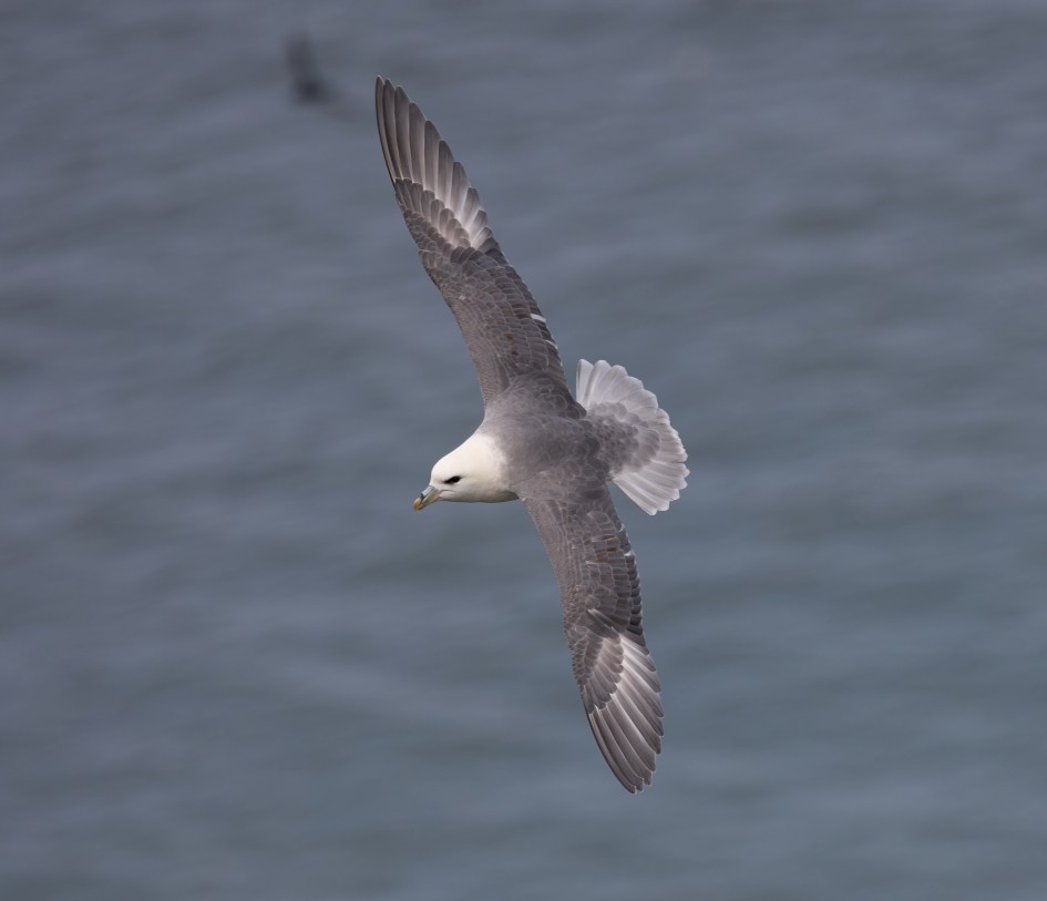 Fulmar, 1/500 sec, f/7.1, 500 mm, ISO 200