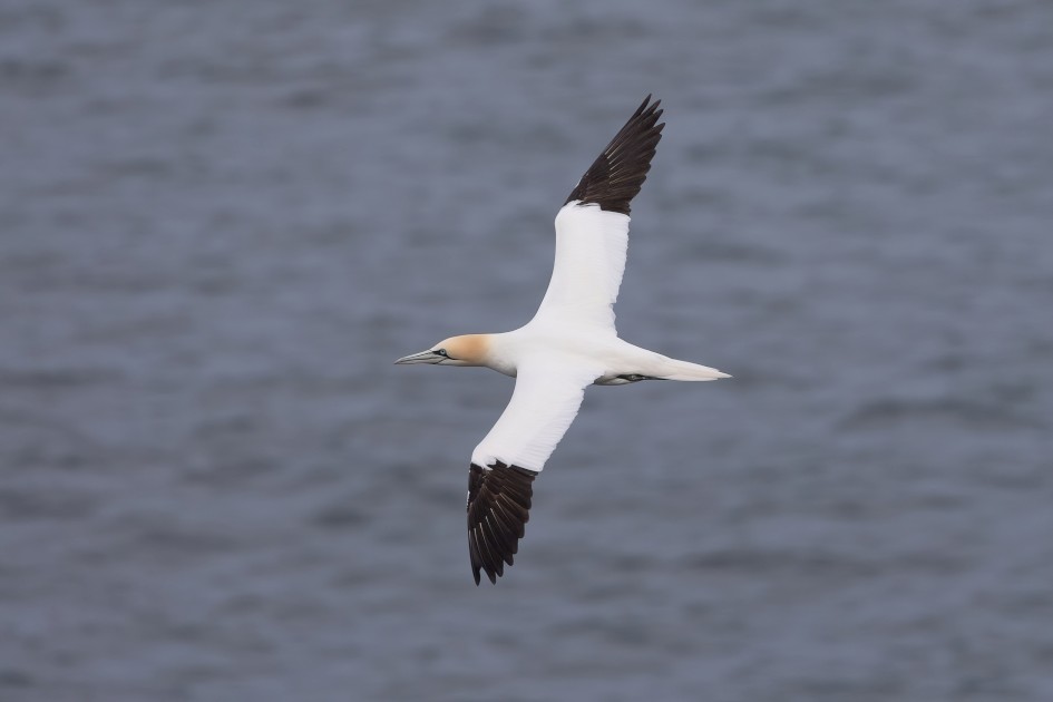 Gannet, 1/500 sec, f/7.1, 500 mm, ISO 160