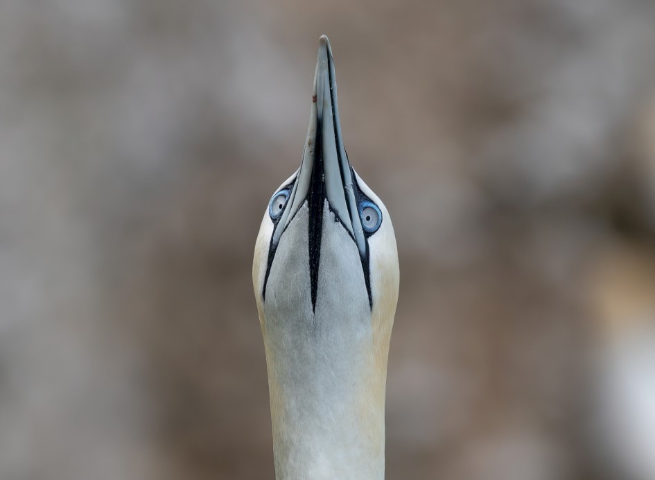 Gannet, 1/640 sec, f/7.1, 500 mm, ISO 320