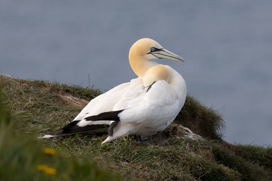 Gannets, 1/640 sec, f/7.1, 500 mm, ISO 160