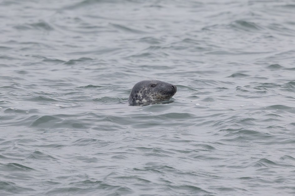 Grey Seal, 1/640 sec, f/7.1, 500 mm, ISO 320