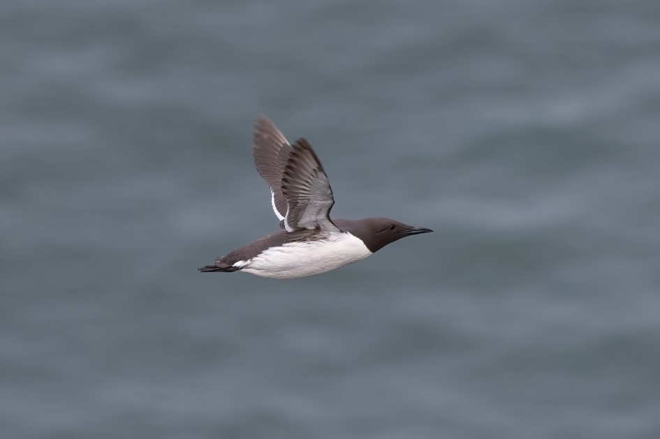 Guillemot , 1/640 sec, f/7.1, 500 mm, ISO 320
