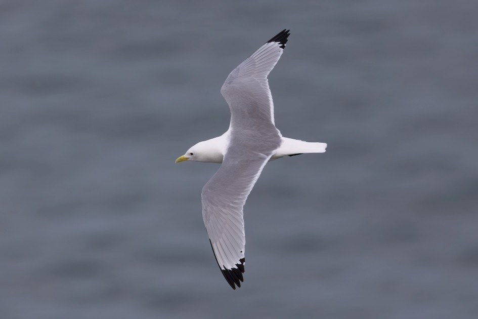 Kittiwake, 1/640 sec, f/7.1, 500 mm, ISO 250