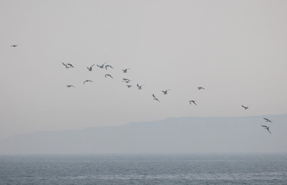 Kittiwakes, 1/500 sec, f/7.1, 500 mm, ISO 160