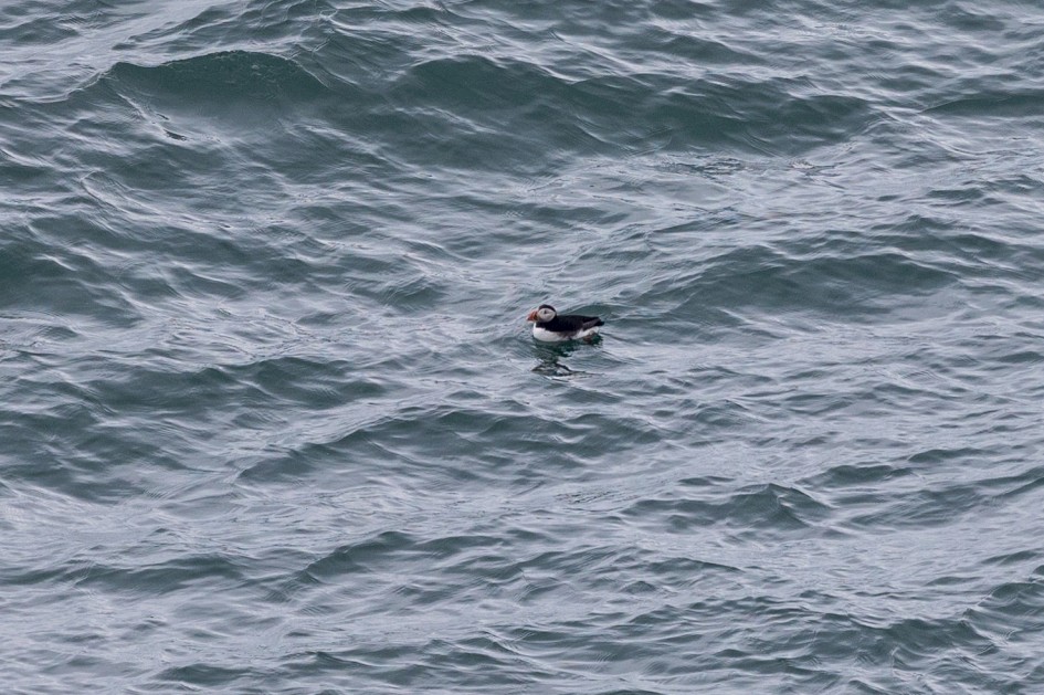 Puffin, 1/640 sec, f/7.1, 500 mm, ISO 400