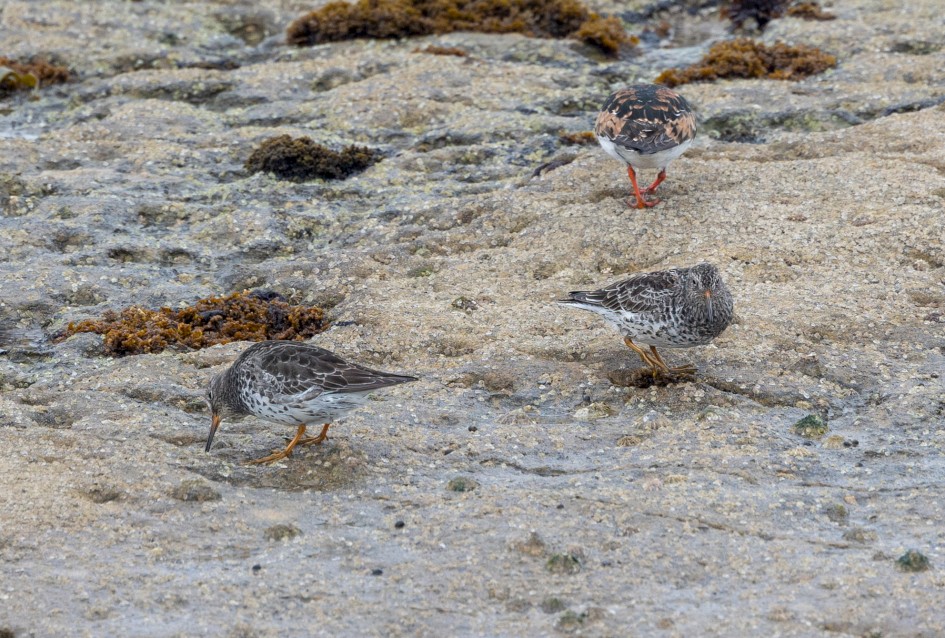 Purple Sandpipers , 1/500 sec, f/7.1, 500 mm, ISO 800