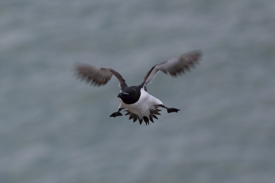 Razorbill, 1/500 sec, f/7.1, 500 mm, ISO 250