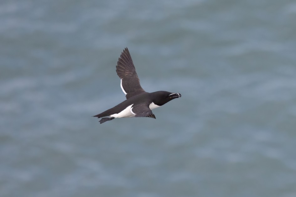 Razorbill, 1/2500 sec, f/7.1, 500 mm, ISO 2000