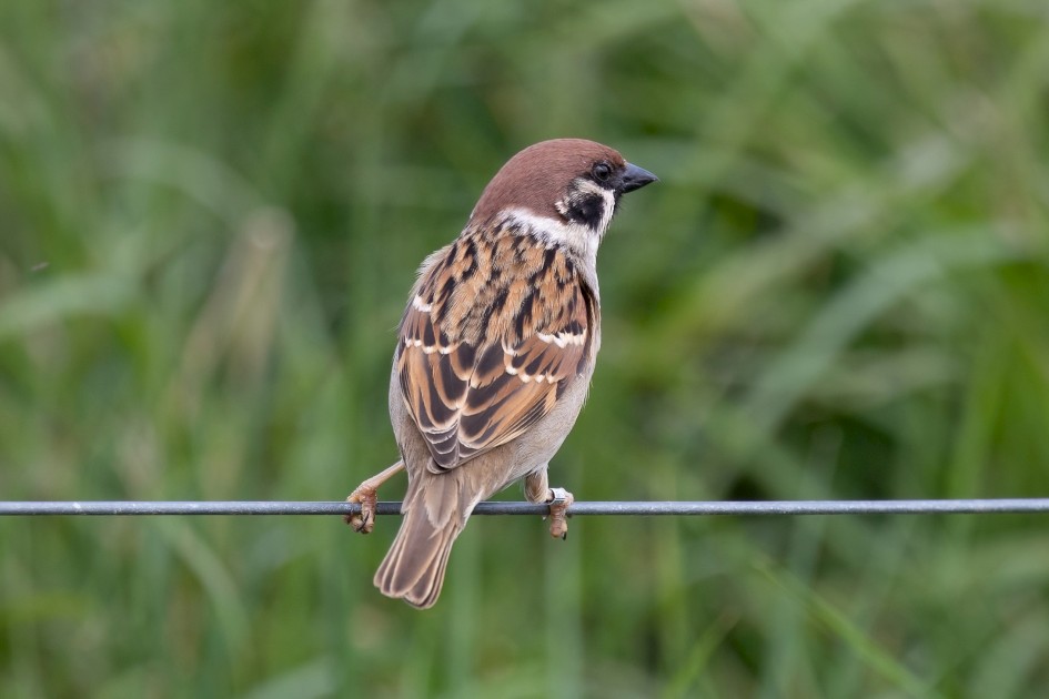 Tree Sparrow, 1/500 sec, f/7.1, 500 mm, ISO 500