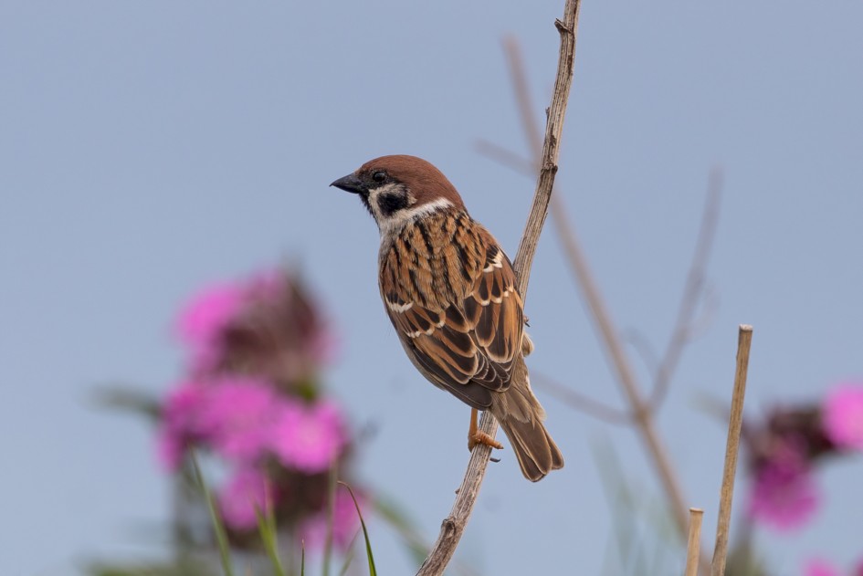 Tree Sparrow , 1/640 sec, f/7.1, 500 mm, ISO 250