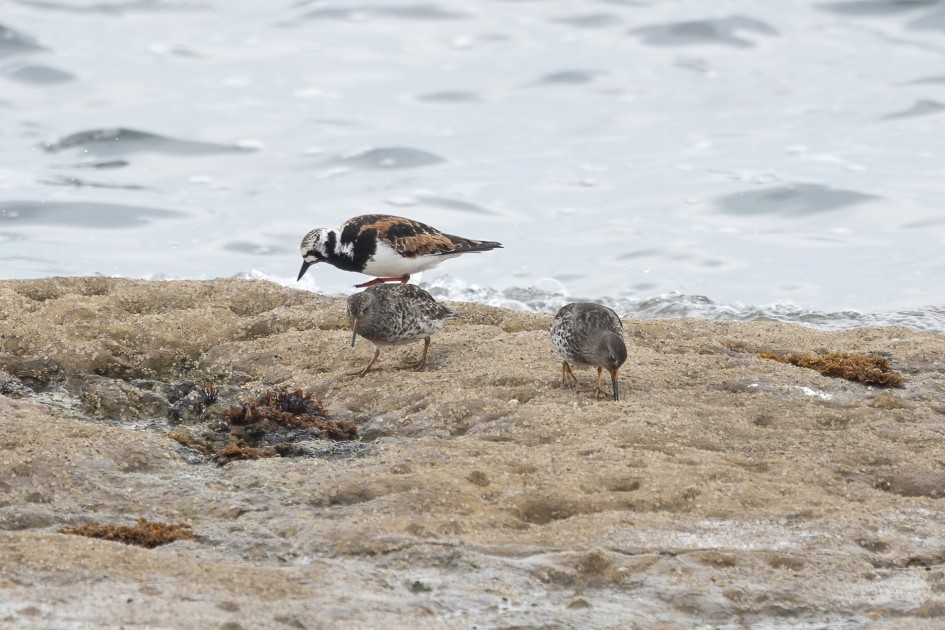Turnstone Purple Sandpipers, 1/500 sec, f/7.1, 500 mm, ISO 640