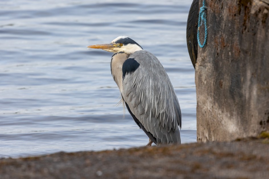 Grey Heron, 1/500 sec, f/7.1, 500 mm, ISO 500