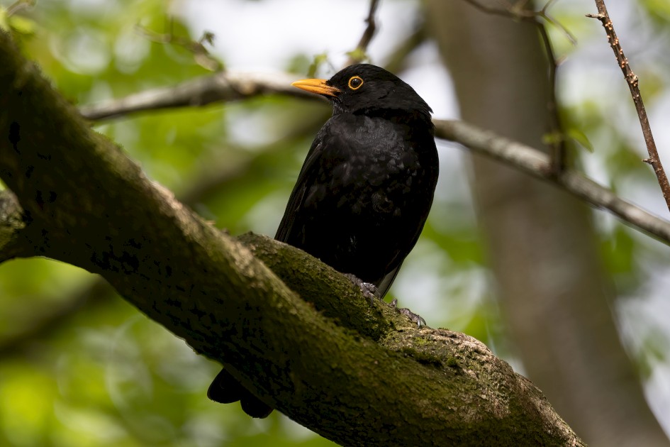 Blackbird, 1/500 sec, f/7.1, 500 mm, ISO 500