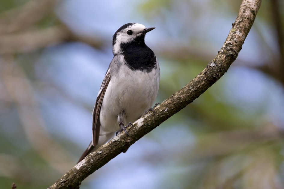 Pied Wagtail, 1/500 sec, f/7.1, 500 mm, ISO 800