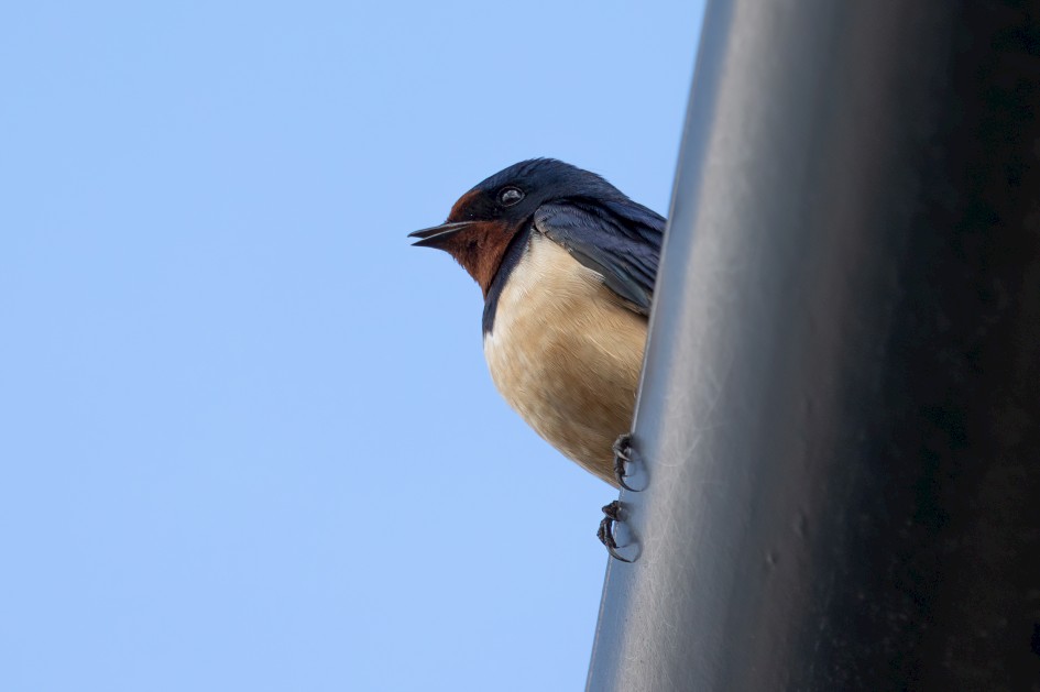 Swallow, 1/640 sec, f/7.1, 500 mm, ISO 400