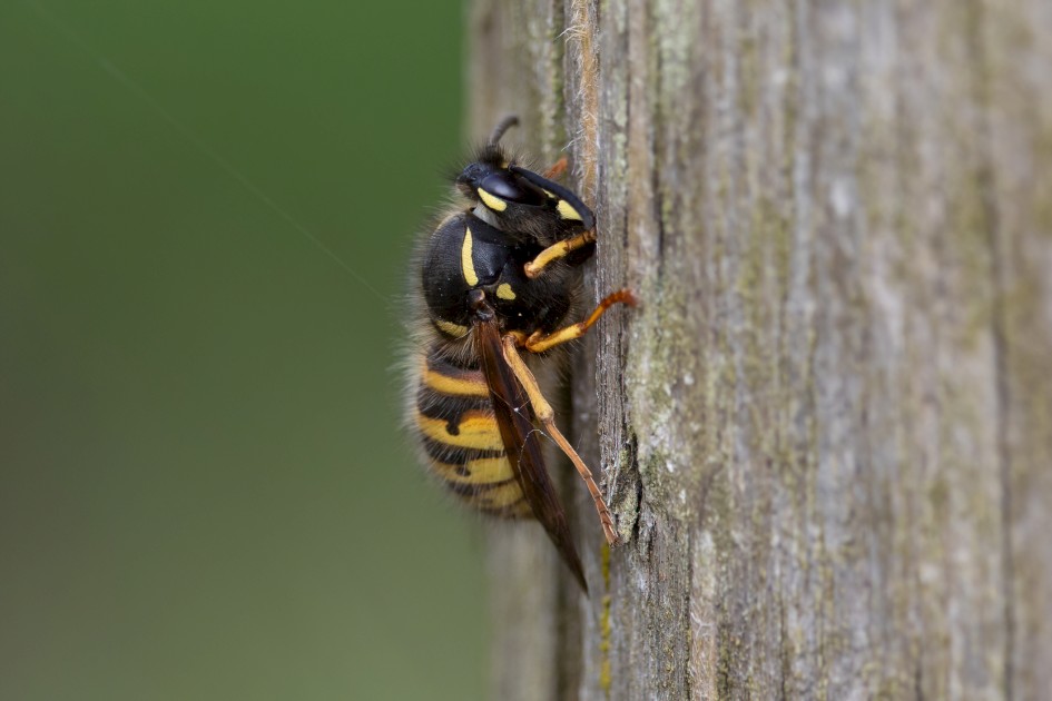 Wasp, 1/640 sec, f/7.1, 500 mm, ISO 500