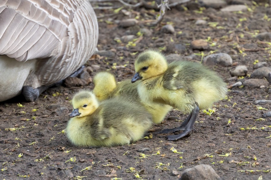 Young Canada Geese, 1/640 sec, f/7.1, 500 mm, ISO 800