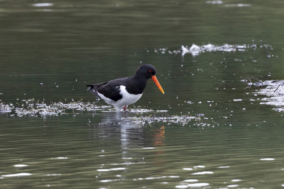 Oystercatcher, 1/640 sec, f/7.1, 500 mm, ISO 1000