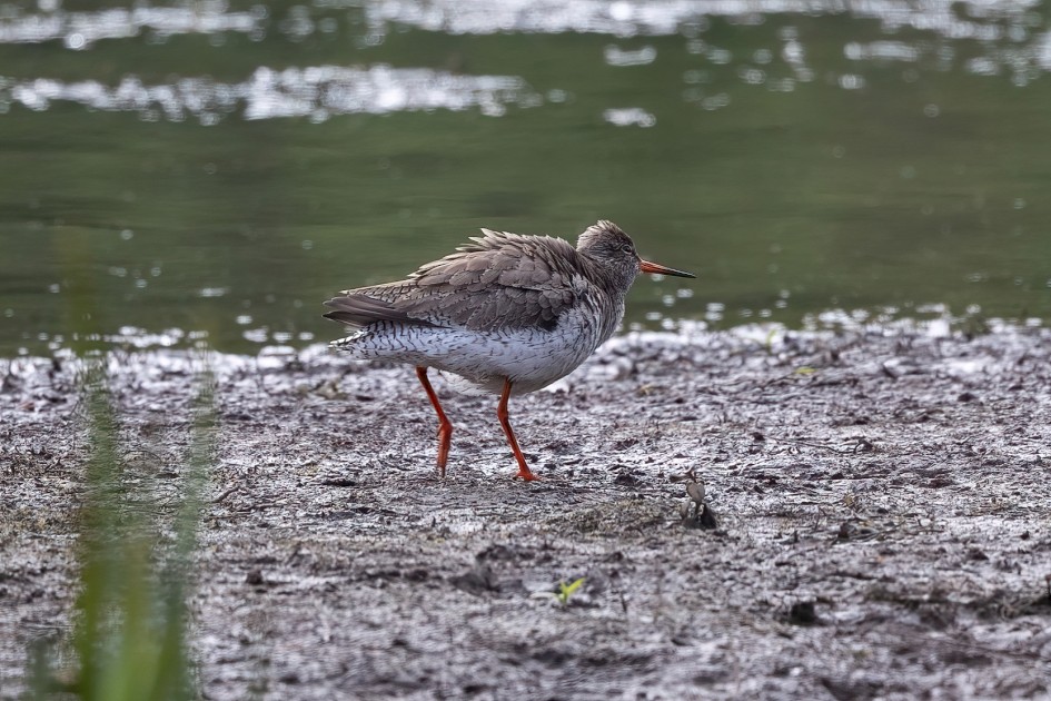 Redshank, 1/500 sec, f/7.1, 500 mm, ISO 640