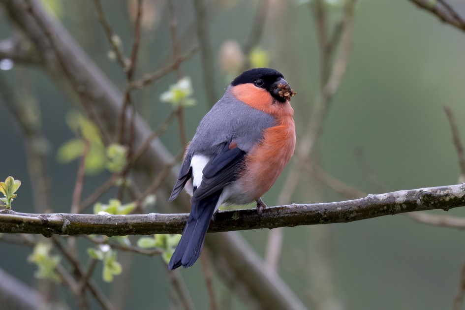 Bullfinch, 1/640 sec, f/7.1, 500 mm, ISO 2500