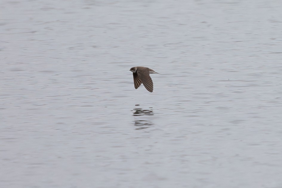 Sand Martin , 1/2000 sec, f/7.1, 500 mm, ISO 2000