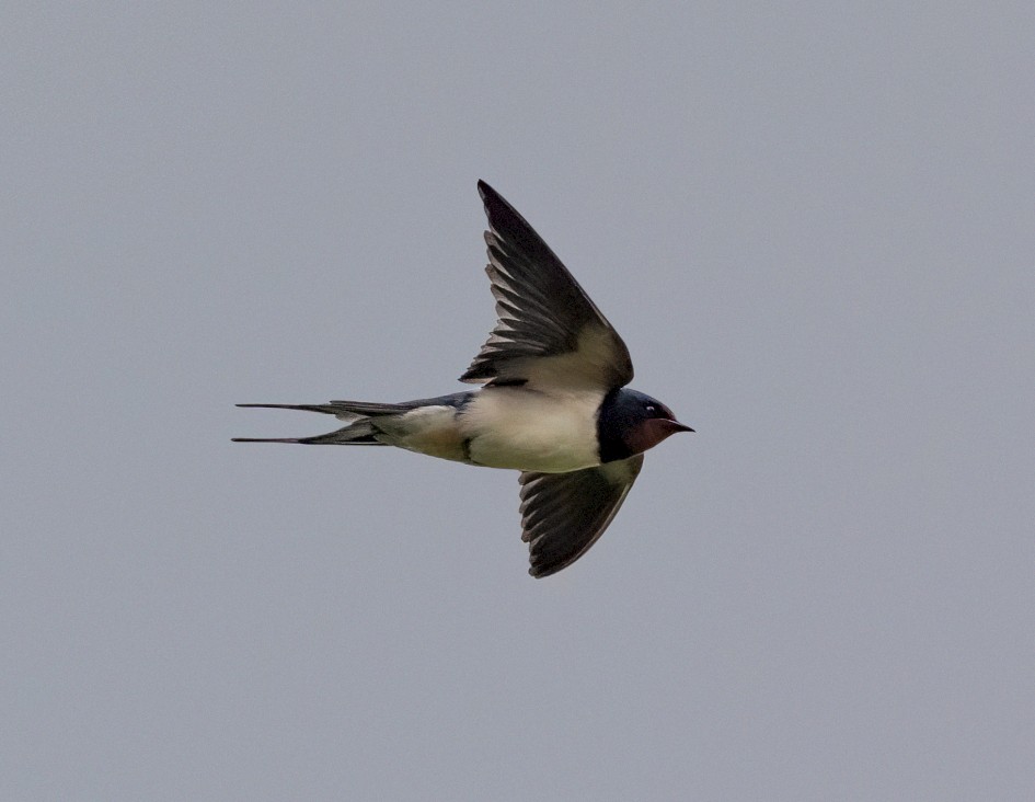 Swallow