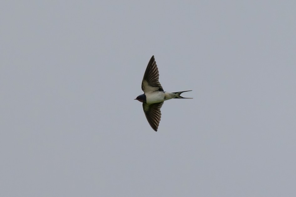 Swallow, 1/2500 sec, f/7.1, 500 mm, ISO 1250