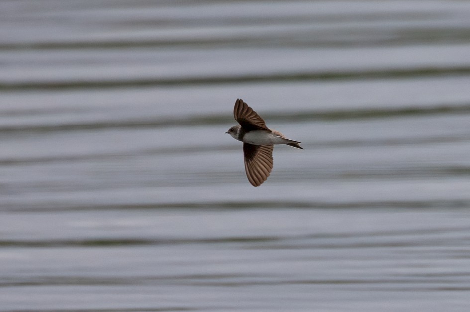 Sand Martin, 1/2000 sec, f/7.1, 500 mm, ISO 2000