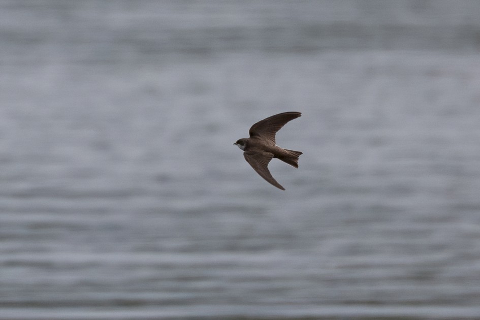 Sand Martin , 1/2000 sec, f/7.1, 500 mm, ISO 1600