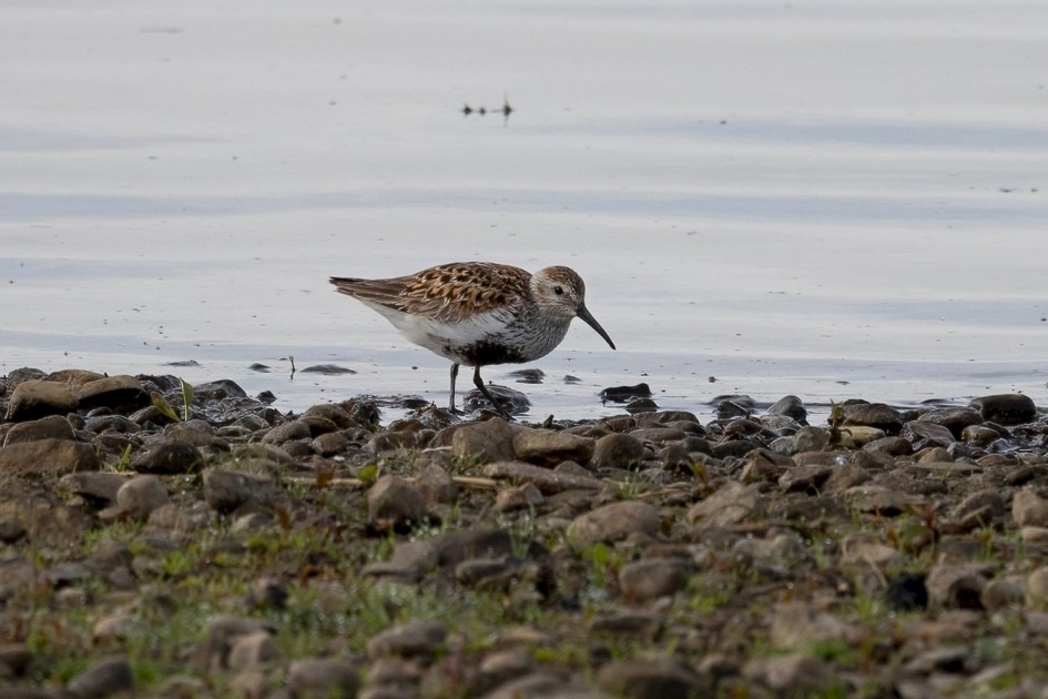 Dunlin, 1/640 sec, f/7.1, 500 mm, ISO 200