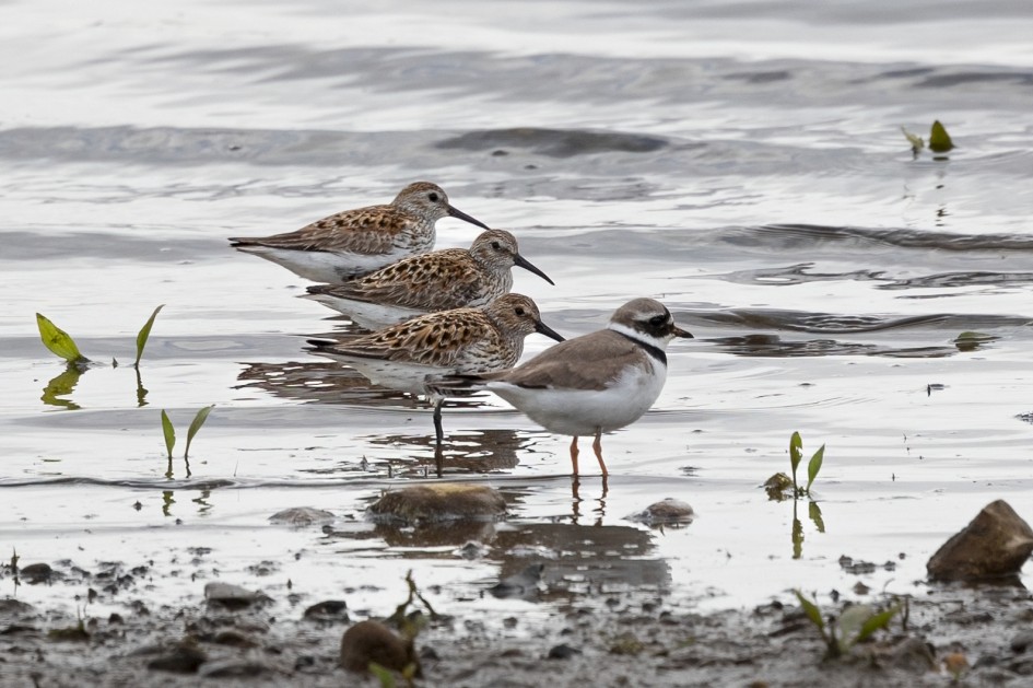 Dunlin And Ringed Plover, 1/500 sec, f/7.1, 500 mm, ISO 320