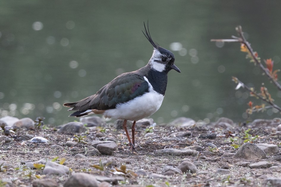 Lapwing, Hollingworth Lake: 1/640 sec, f/7.1, 500 mm, ISO 2000