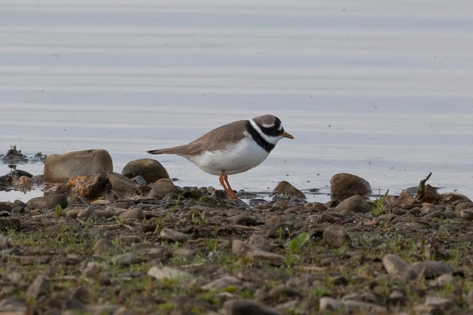 Ringed Plover, 1/640 sec, f/7.1, 500 mm, ISO 200