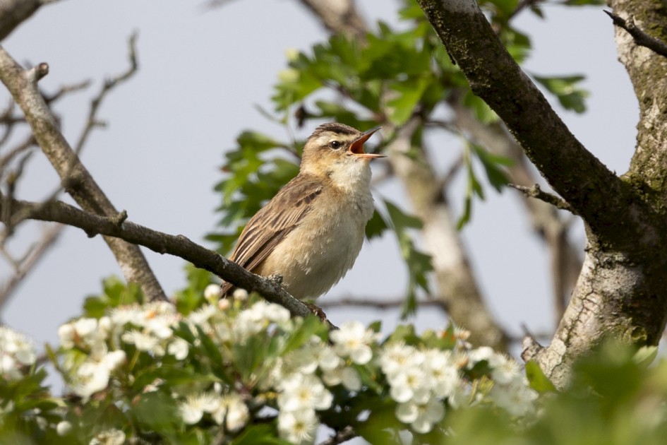 Sedge Warbler , 1/500 sec, f/7.1, 500 mm, ISO 160