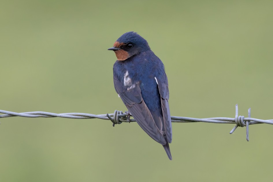 Swallow, Peanock Farm 1/500 sec, f/7.1, 500 mm, ISO 1250