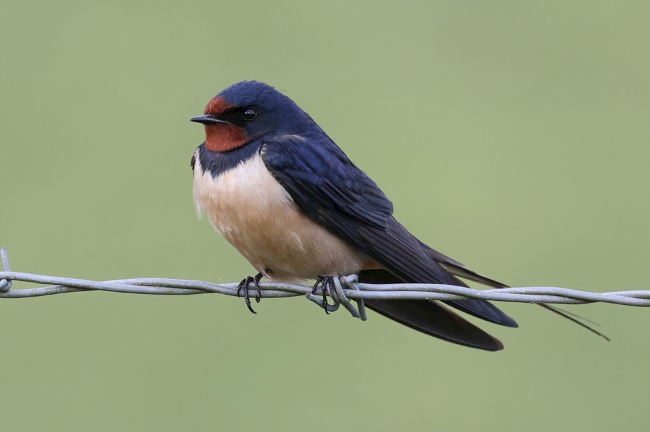 Swallow, Peanock Farm 1/640 sec, f/7.1, 500 mm, ISO 1250