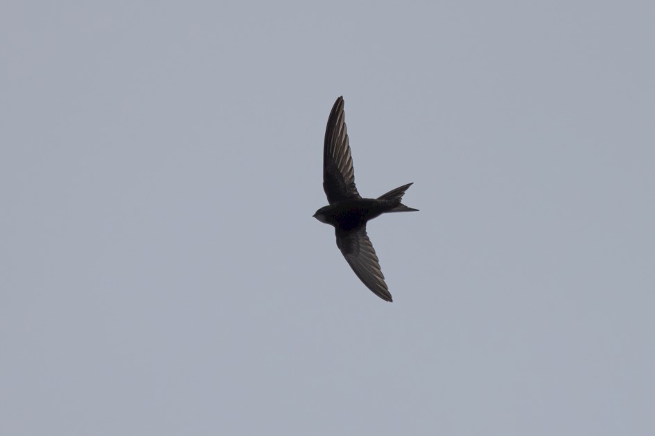 Swift, 1/2500 sec, f/7.1, 500 mm, ISO 400