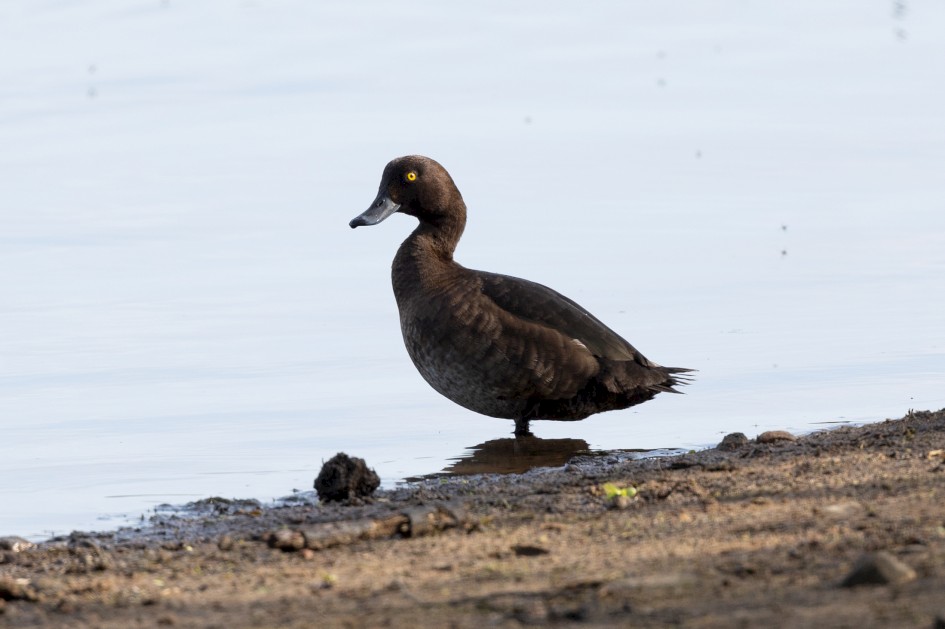 Female Tufted Duck, 1/500 sec, f/7.1, 500 mm, ISO 640