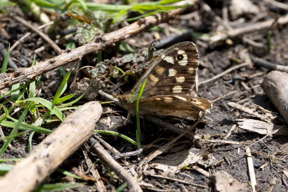 Speckled Wood, 1/640 sec, f/7.1, 500 mm, ISO 320