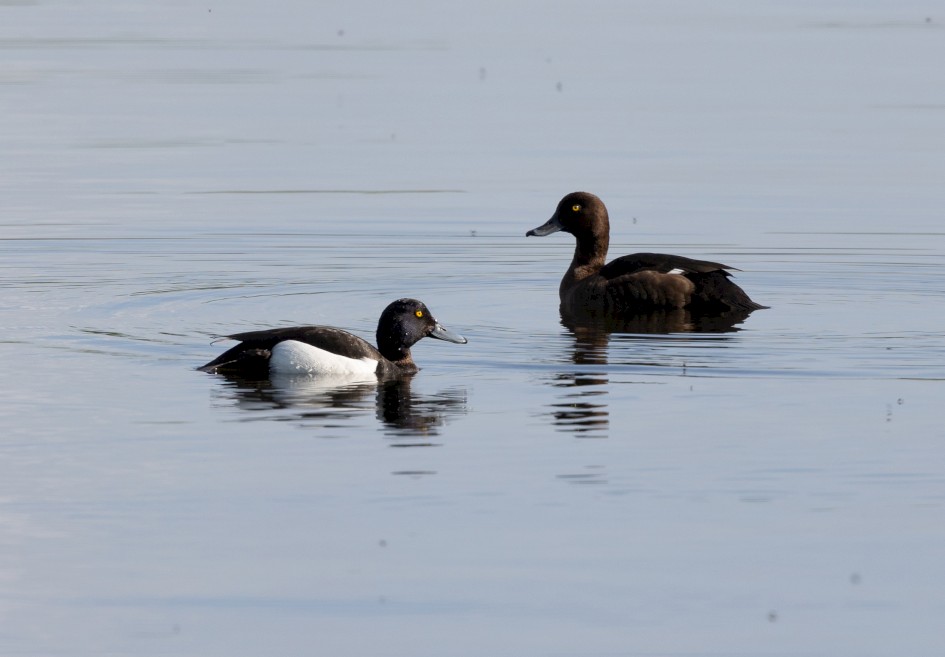 Tufted Ducks 