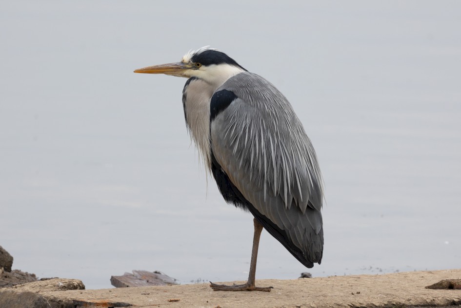 Grey Heron, 1/640 sec, f/7.1, 500 mm, ISO 400
