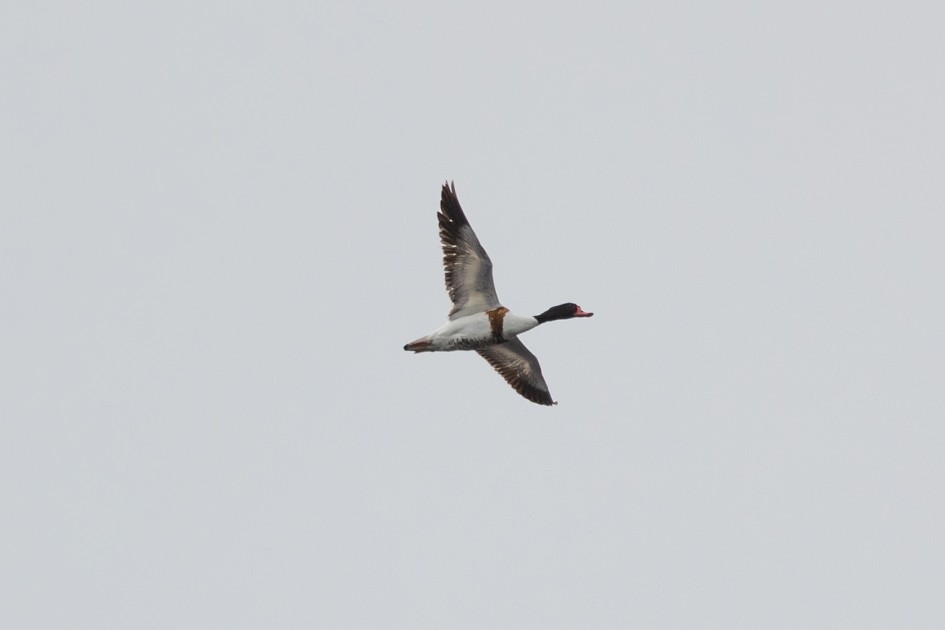 Shelduck-, 1/2500 sec, f/7.1, 500 mm, ISO 400