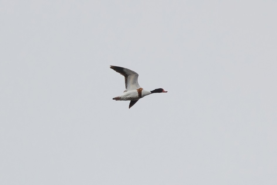 Shelduck-, 1/2500 sec, f/7.1, 500 mm, ISO 400