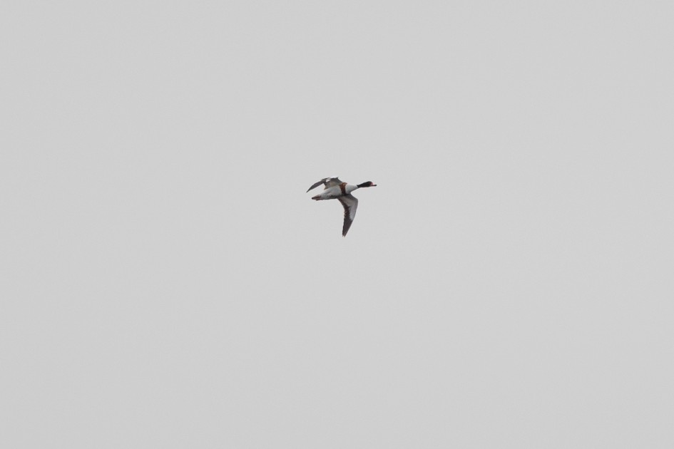 Shelduck, 1/2500 sec, f/7.1, 500 mm, ISO 400